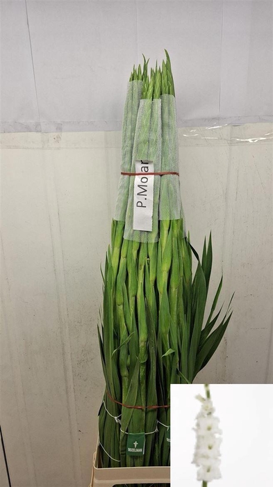 <h4>GLAD GR PIET MOHLEN</h4>