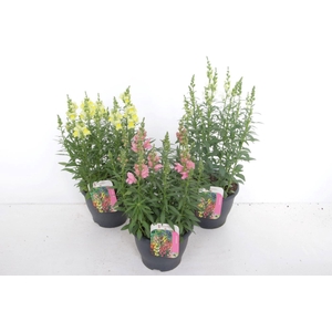 Antirrhinum Sonnet mix