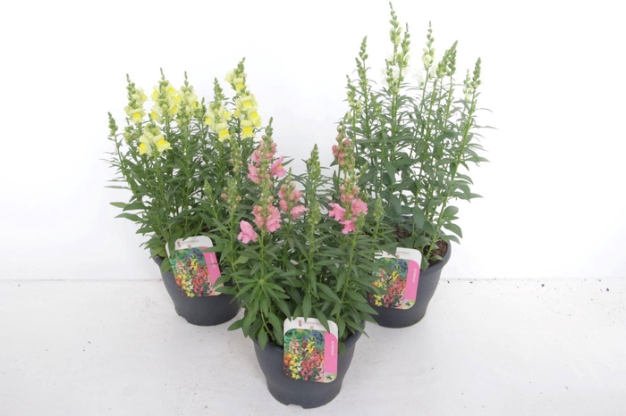 <h4>Antirrhinum Sonnet mix</h4>