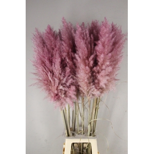DF Pampas 115cm Cerise
