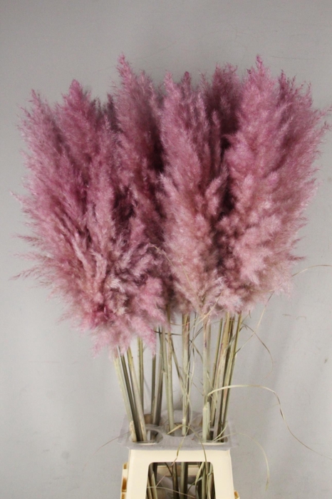 <h4>DF Pampas 115cm Cerise</h4>