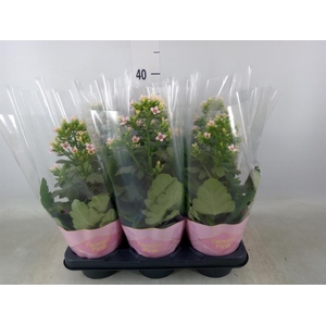 Kalanchoe blos. 'Feminine Pink'