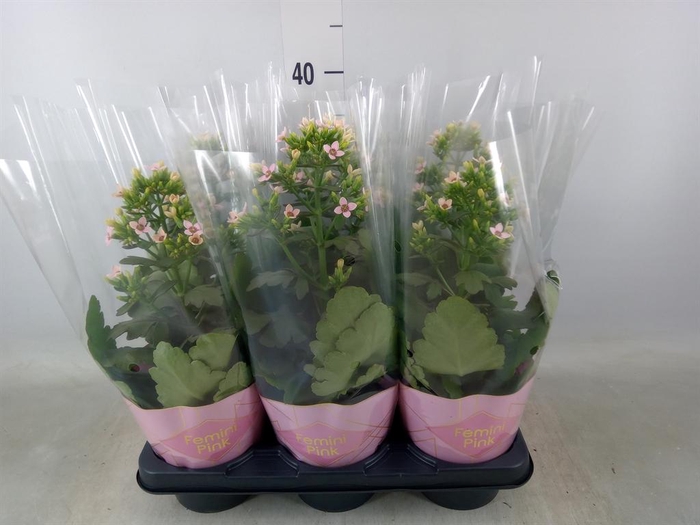 <h4>Kalanchoe blos. 'Feminine Pink'</h4>
