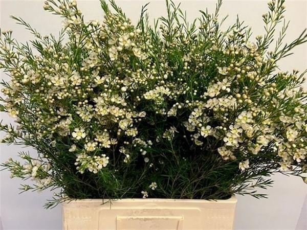 <h4>CHAME UN OFIR</h4>