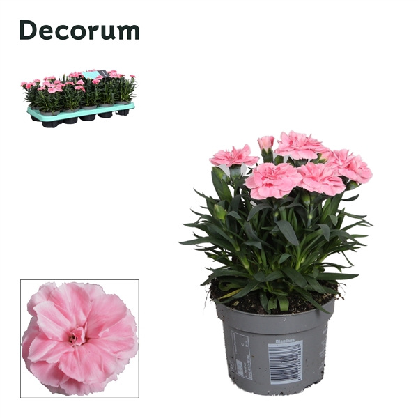 <h4>Dianthus - 10,5 cm - Oscar Pink - Decorum</h4>