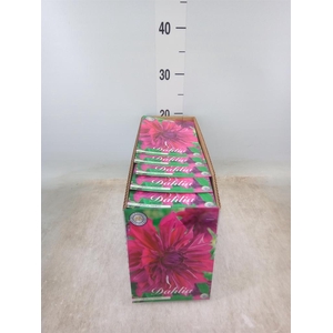 Dahlia   ...flowerbulbs