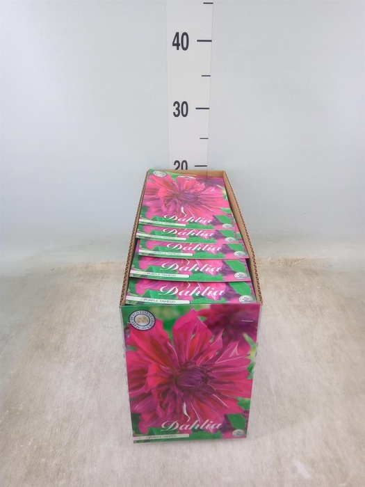 <h4>Dahlia   ...flowerbulbs</h4>