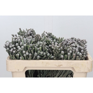 Cape Green Silver Brunia