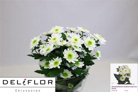 <h4>Chr T Grecia</h4>