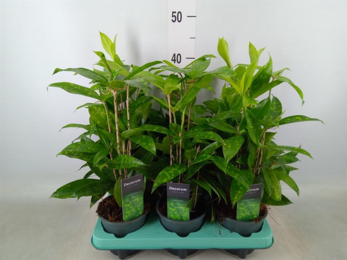 <h4>Dracaena surculosa</h4>