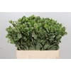 Pittosporum Ilan