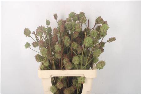 <h4>Zoethout 60cm</h4>