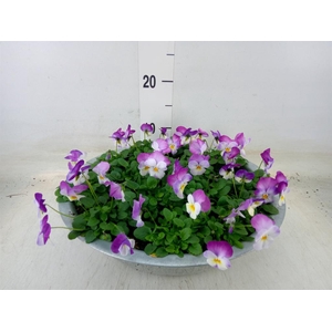 Viola corn. 'Evo Mini Pink Wing'