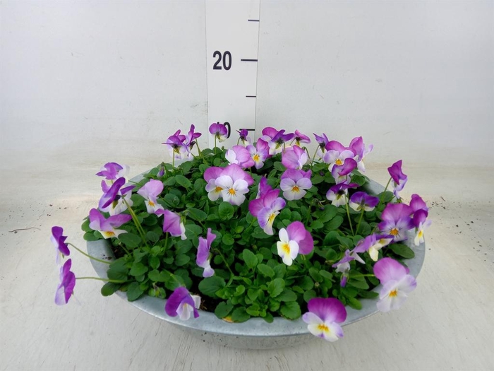 <h4>Viola corn. 'Evo Mini Pink Wing'</h4>