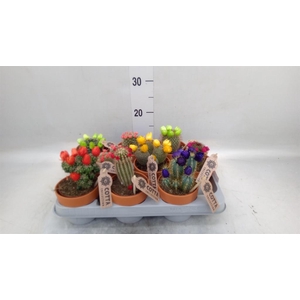 Cactus   ...decorated