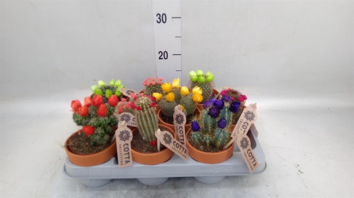 <h4>Cactus   ...decorated</h4>