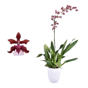 Oncidium Cherry Baby 1 tak met wit keramiek