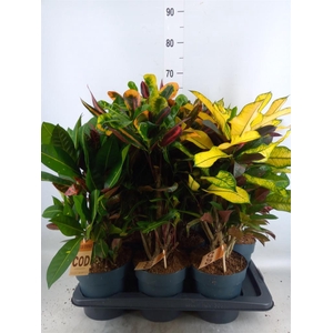 Codiaeum var. KL   ...mix 2