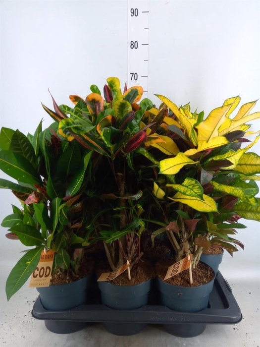 <h4>Codiaeum var. KL   ...mix 2</h4>