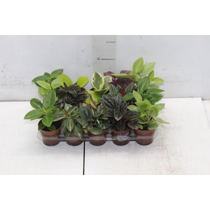 PEPEROMIA VARIADO P06