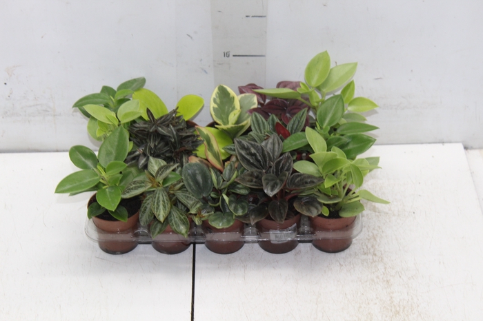 <h4>PEPEROMIA VARIADO P06</h4>