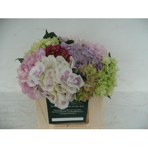 HYDRANGEA   ...MIX