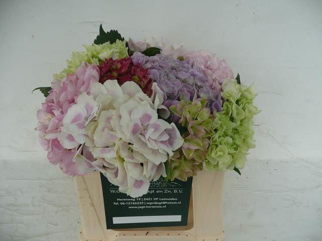 <h4>HYDRANGEA   ...MIX</h4>