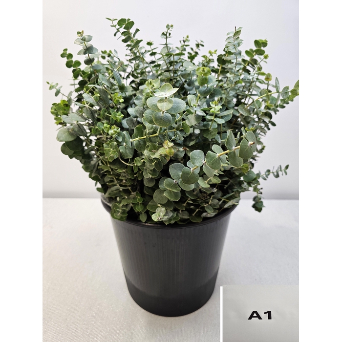 <h4>EUC BABY BLUE PB</h4>