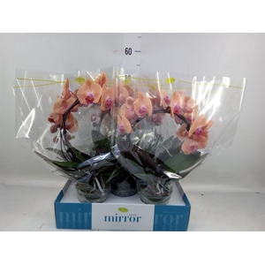 Phalaenopsis   ...lilac