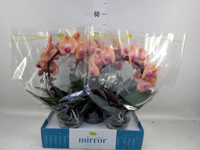 <h4>Phalaenopsis   ...lilac</h4>