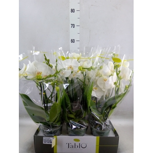 Phalaenopsis   ...white