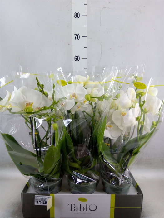 <h4>Phalaenopsis   ...white</h4>