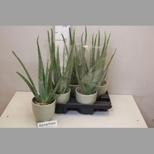 ALOE VERA