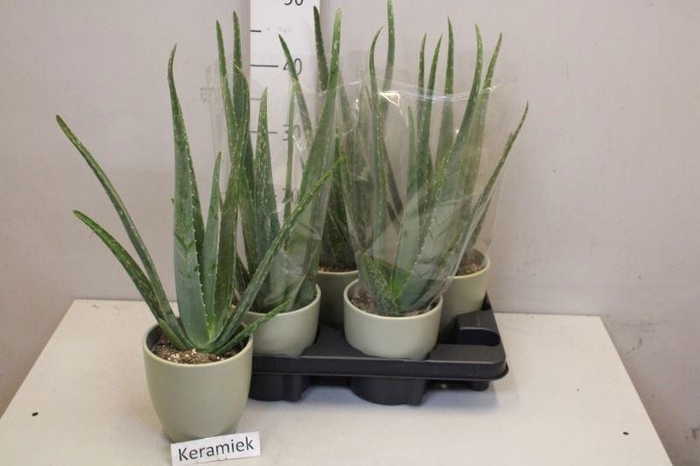 <h4>ALOE VERA</h4>