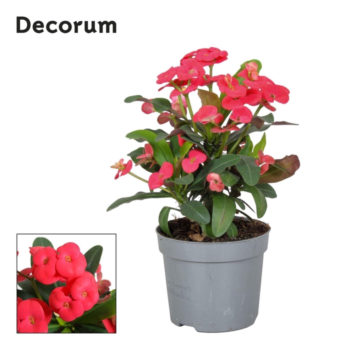 <h4>EUPHORBIA MILII 'MAXI OLYMPIA' DECO</h4>