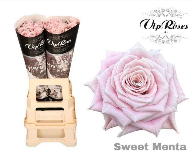 <h4>ROSA KL 'SWEET MENTA'</h4>