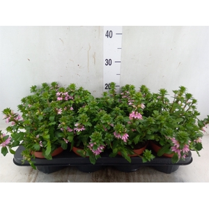 Scaevola  'Surdiva Pink Blue'