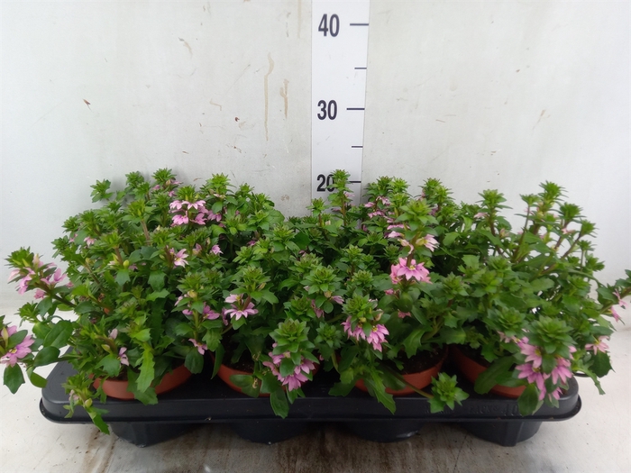 <h4>Scaevola  'Surdiva Pink Blue'</h4>
