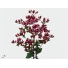 ORIG VU CHARM PURPLE