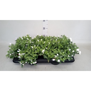 Convolvulus sab. 'Summerlove Whit'