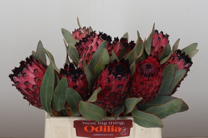 <h4>Protea Barbigera Ruby Princess</h4>