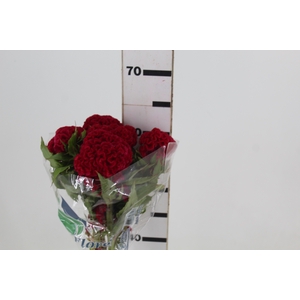 CELOSIA CARMINE CHIEF 060 CM VINHO