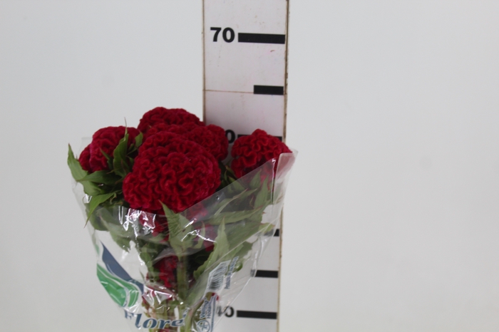 <h4>CELOSIA CARMINE CHIEF 060 CM VINHO</h4>