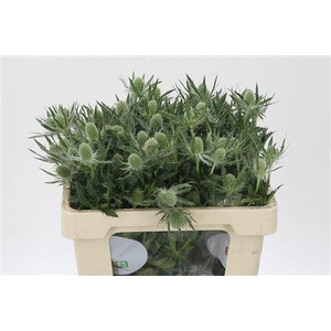 Eryngium Mag White Lagoon