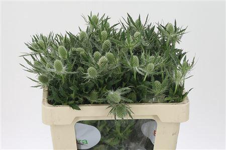 <h4>Eryngium Mag White Lagoon</h4>