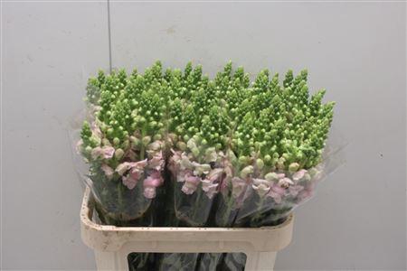 <h4>Antir Poto Pink</h4>