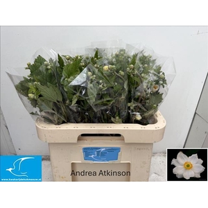 Anemone White