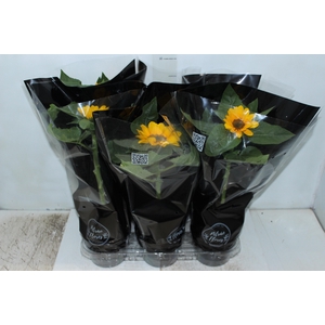 GIRASSOL MINI SUN BRIGHT P15