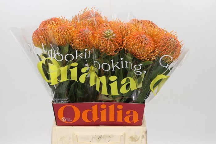 Nutans Ayoba Peach
