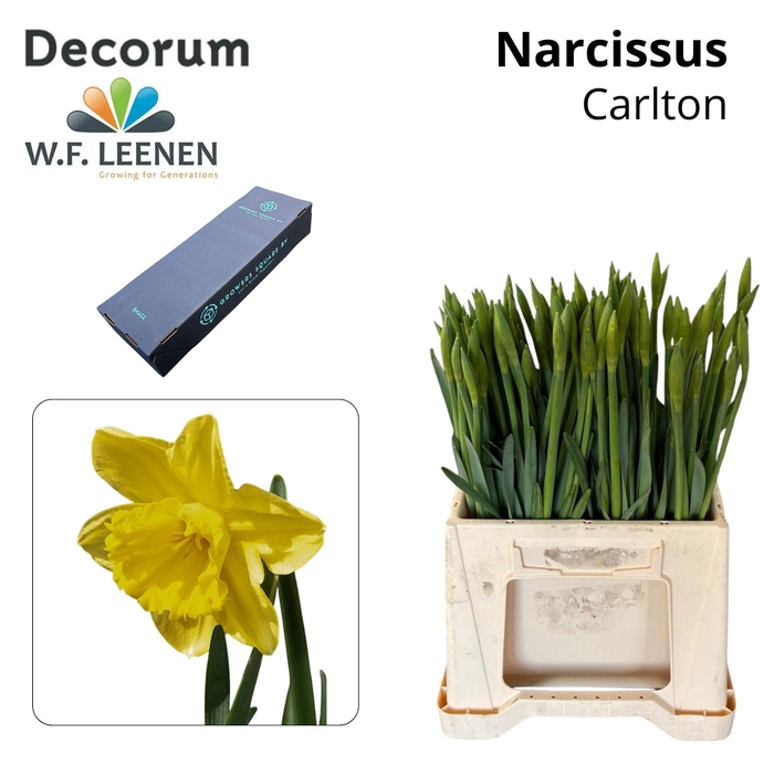 <h4>NARC G CARLTON Small Box 100</h4>